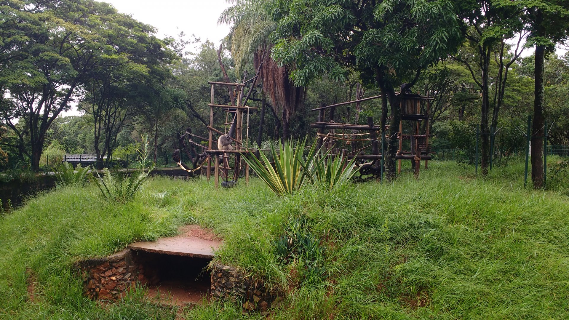 Chimpanzee exhibit - Belo horizonte zoo