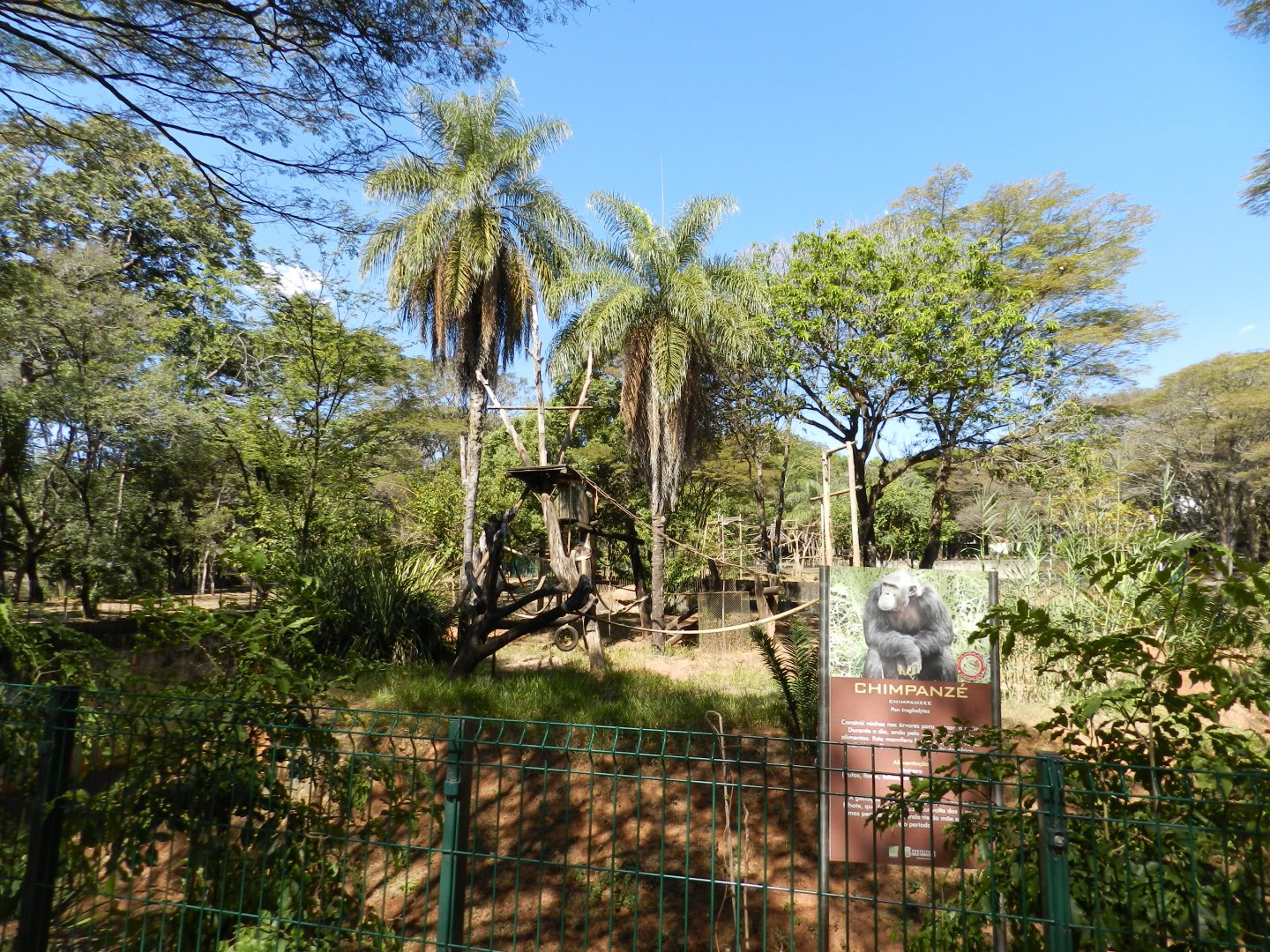 Chimpanzee exhibit - Belo Horizonte zoo