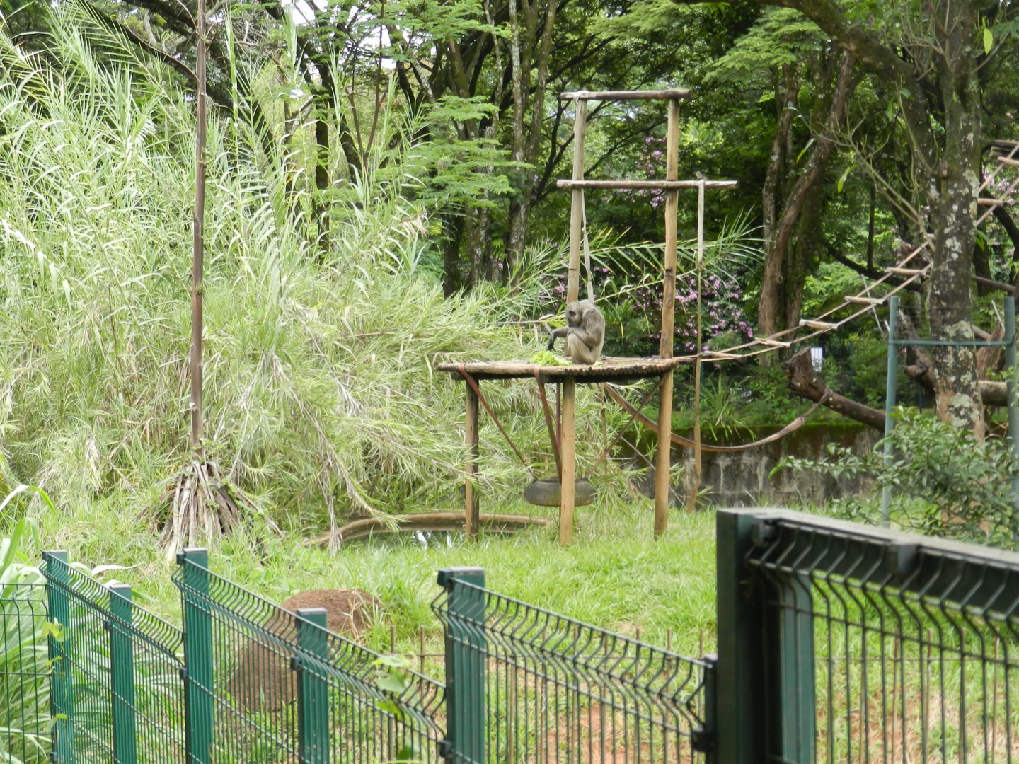 Chimpanzee exhibit - Belo Horizonte zoo
