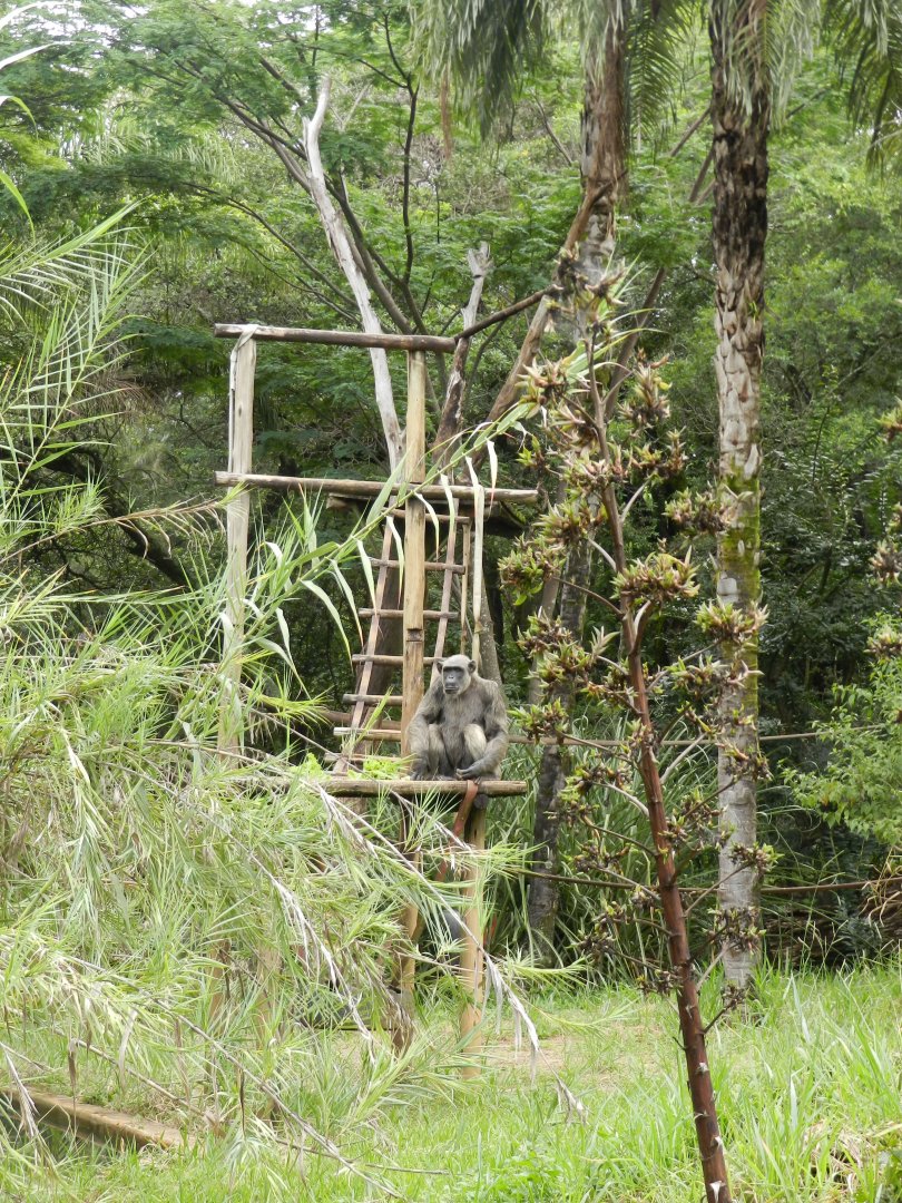 Chimpanzee exhibit - Belo Horizonte zoo