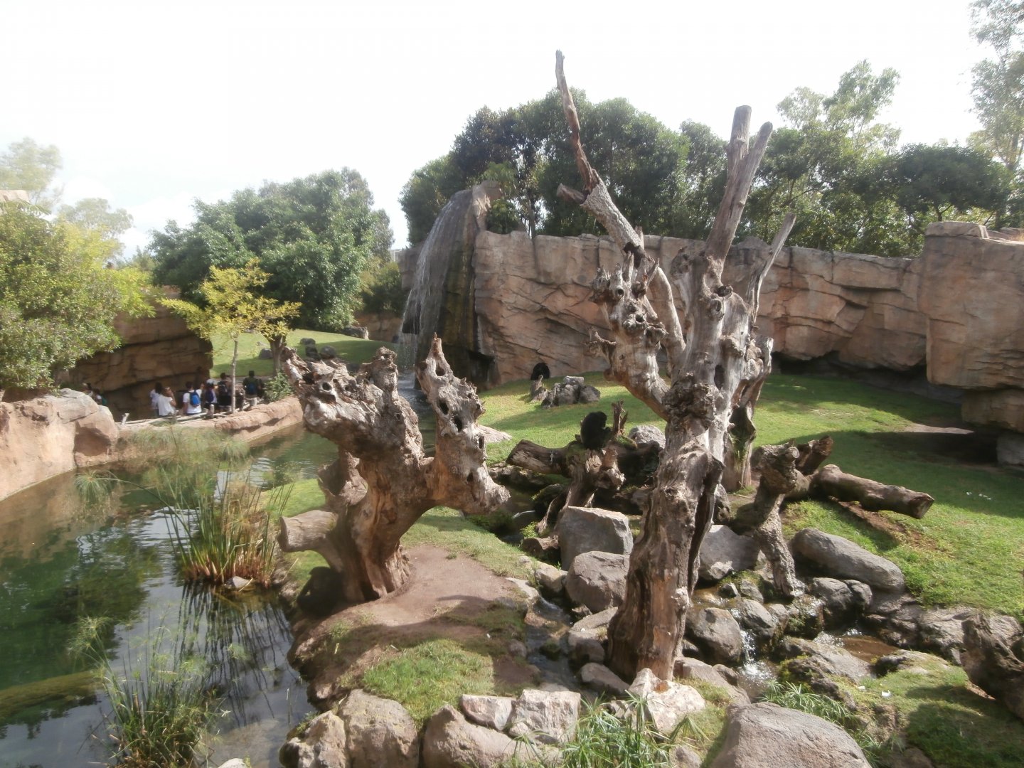 Chimpanzee exhibit -Bioparc Valencia (Summer 2017)