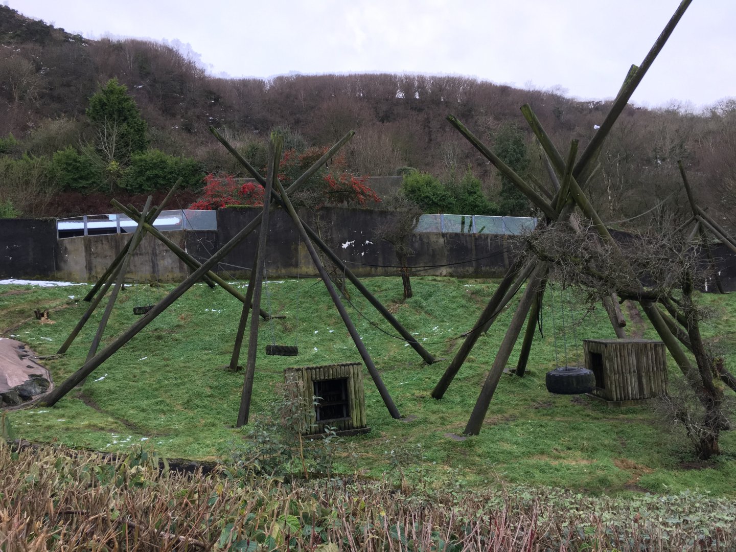 Chimpanzee Exhibit (central view)