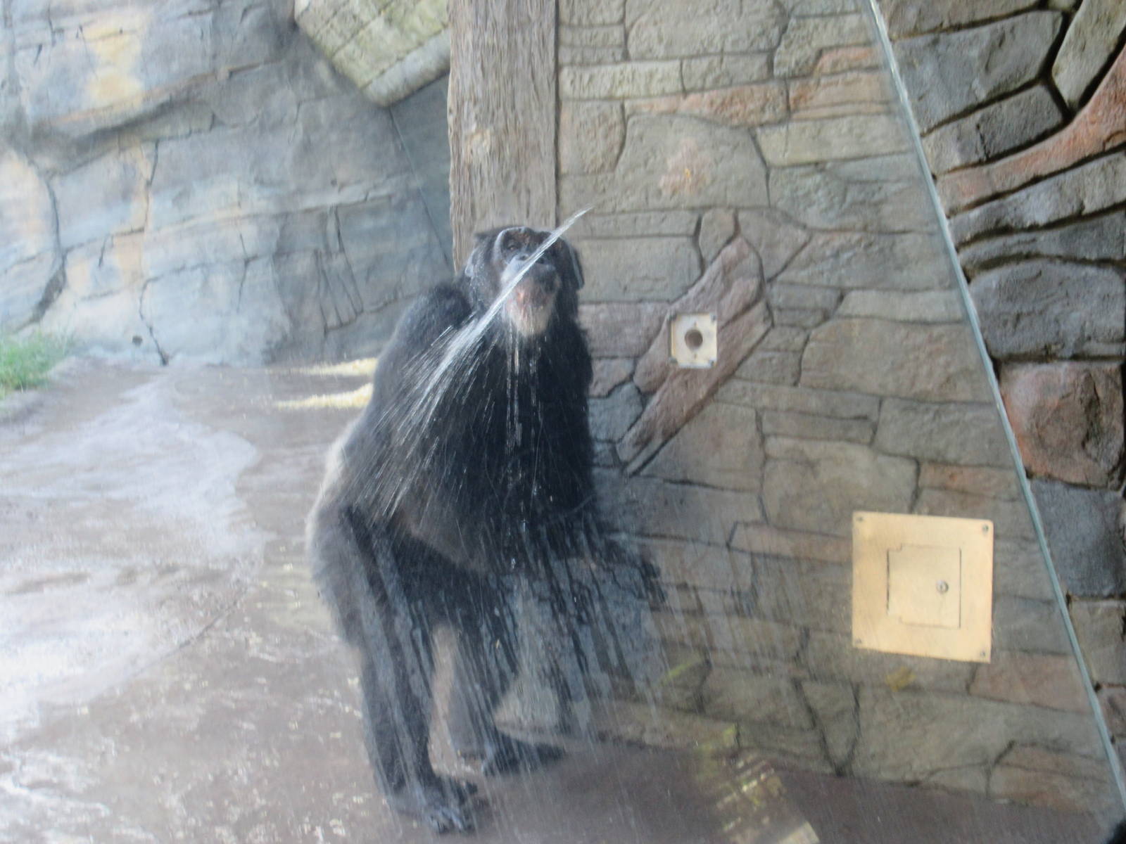 Chimpanzee Exhibit - Chimp Operated Water Fountain
