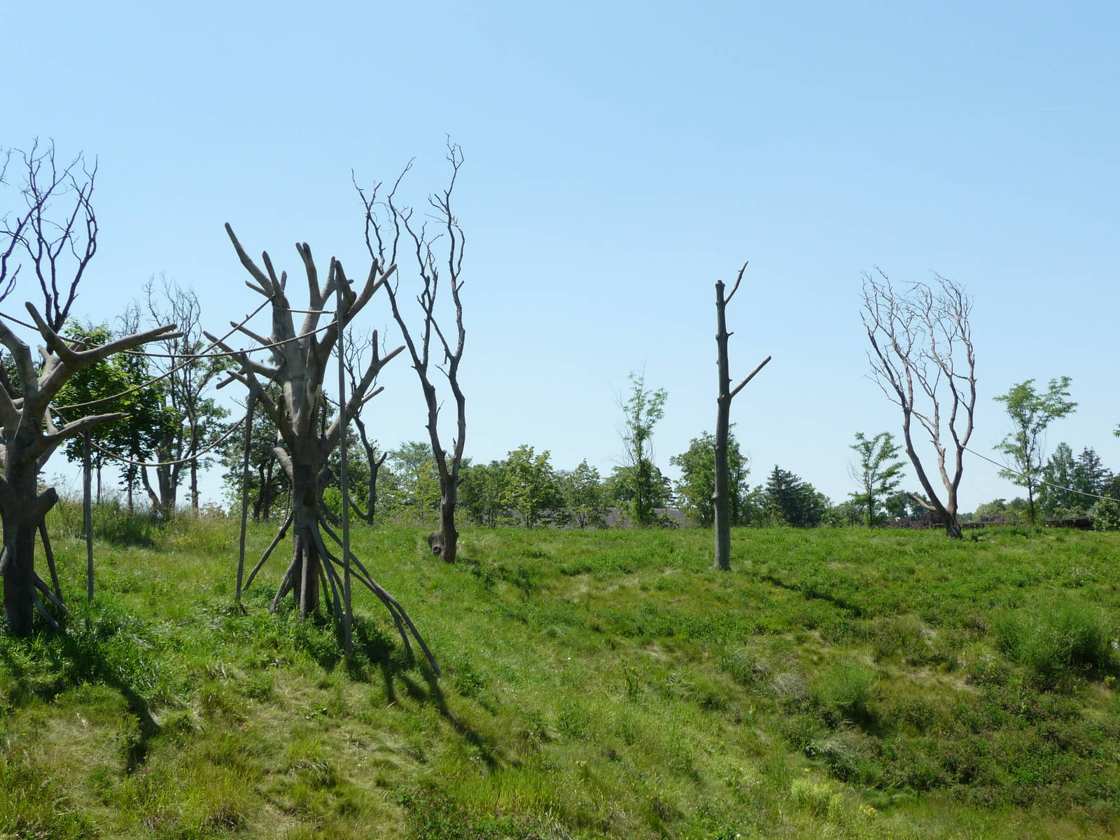 Chimpanzee Exhibit - Detroit Zoo