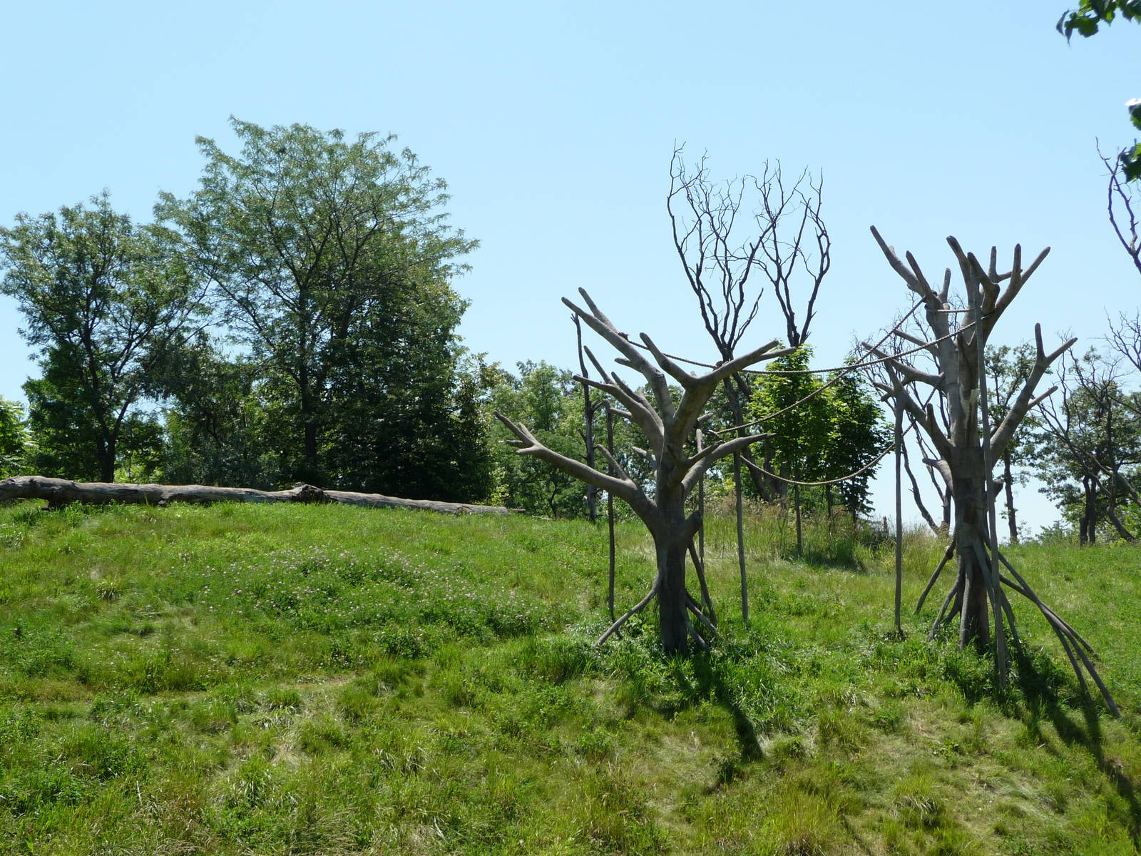 Chimpanzee Exhibit - Detroit Zoo