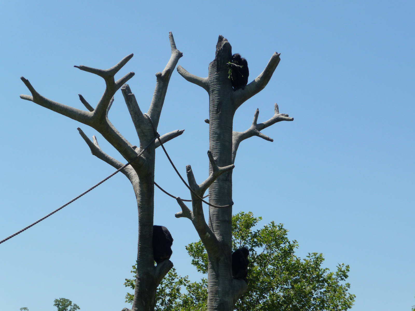 Chimpanzee Exhibit - Detroit Zoo