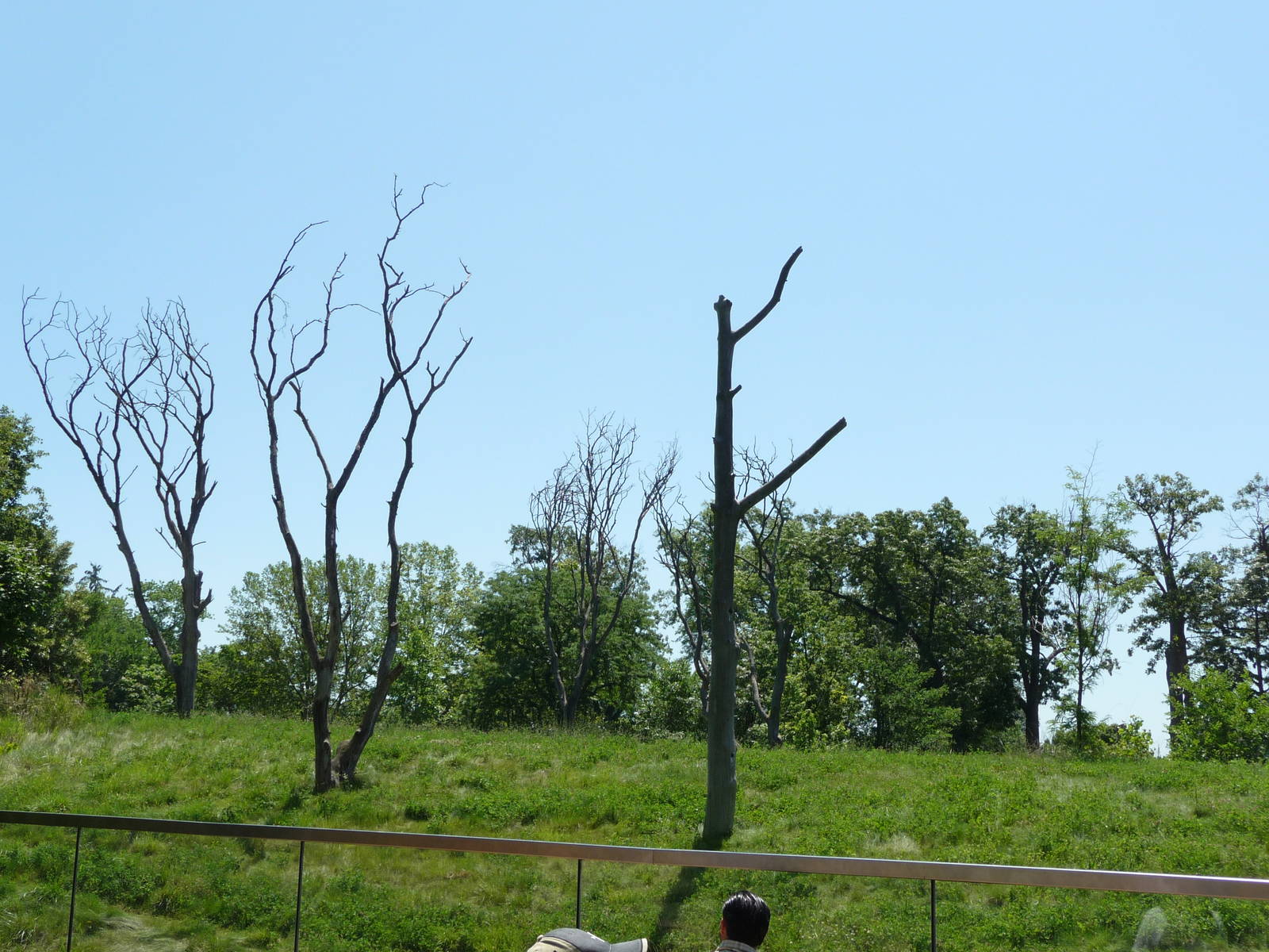 Chimpanzee Exhibit - Detroit Zoo