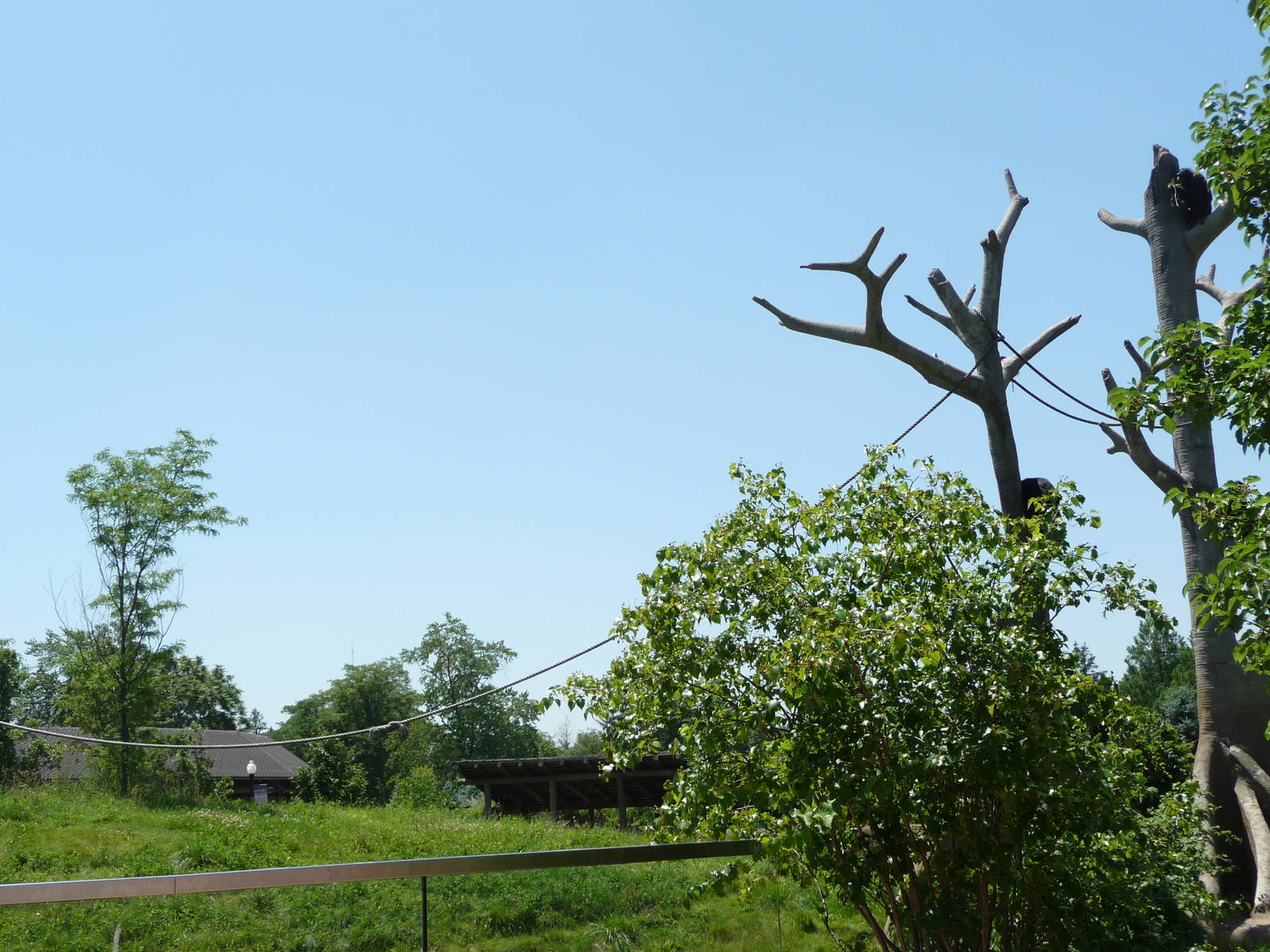 Chimpanzee Exhibit - Detroit Zoo