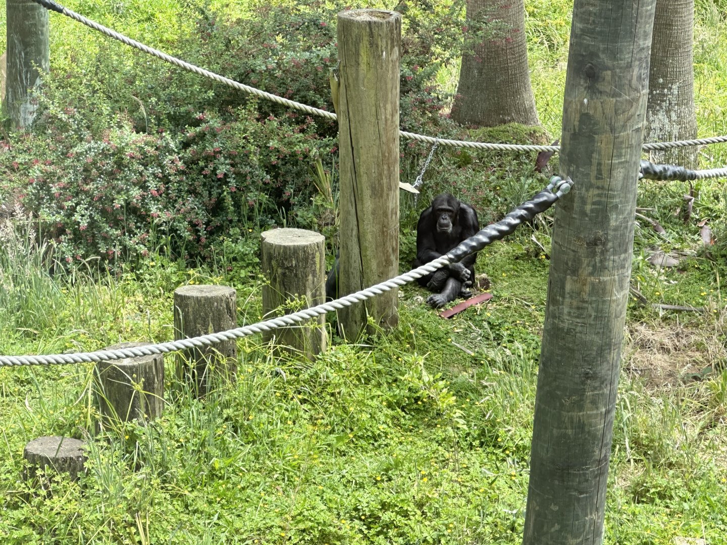 Chimpanzee Exhibit (Forest Glade)