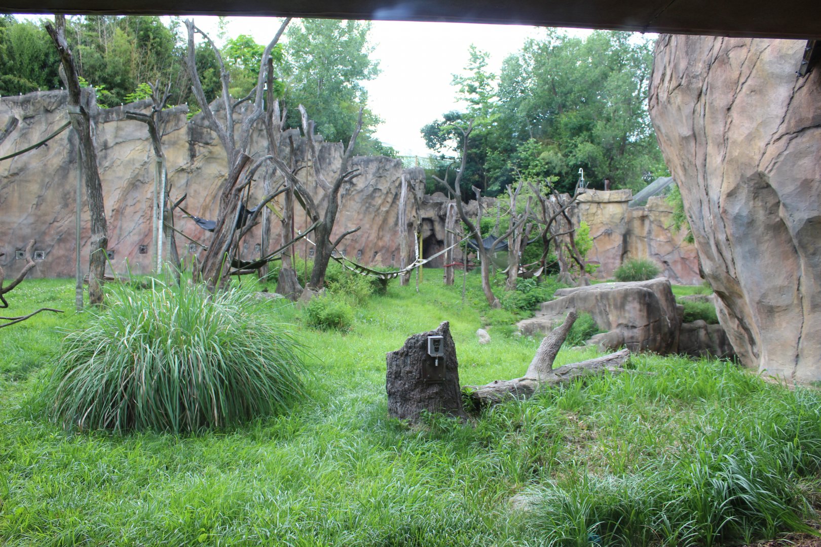 Chimpanzee Exhibit - Fragile Forest