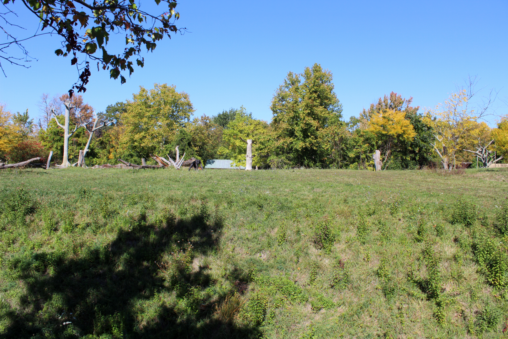 Chimpanzee Exhibit - Great Apes of Harambee