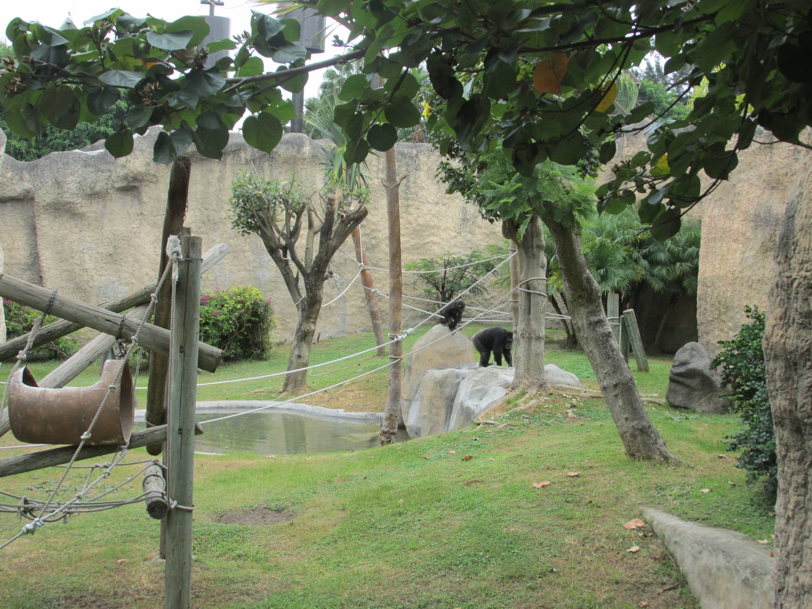 chimpanzee exhibit guadalajara zoo