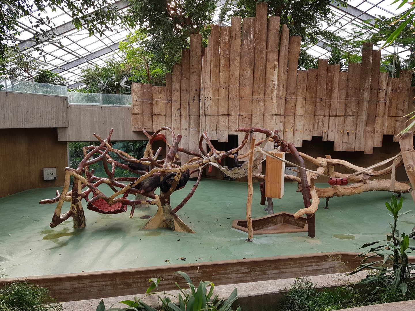 Chimpanzee exhibit indoors accommodation only