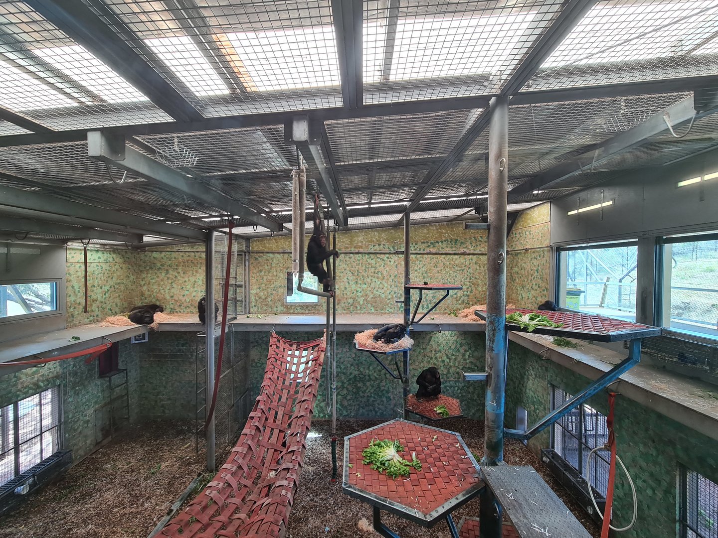 Chimpanzee Exhibit Indoors