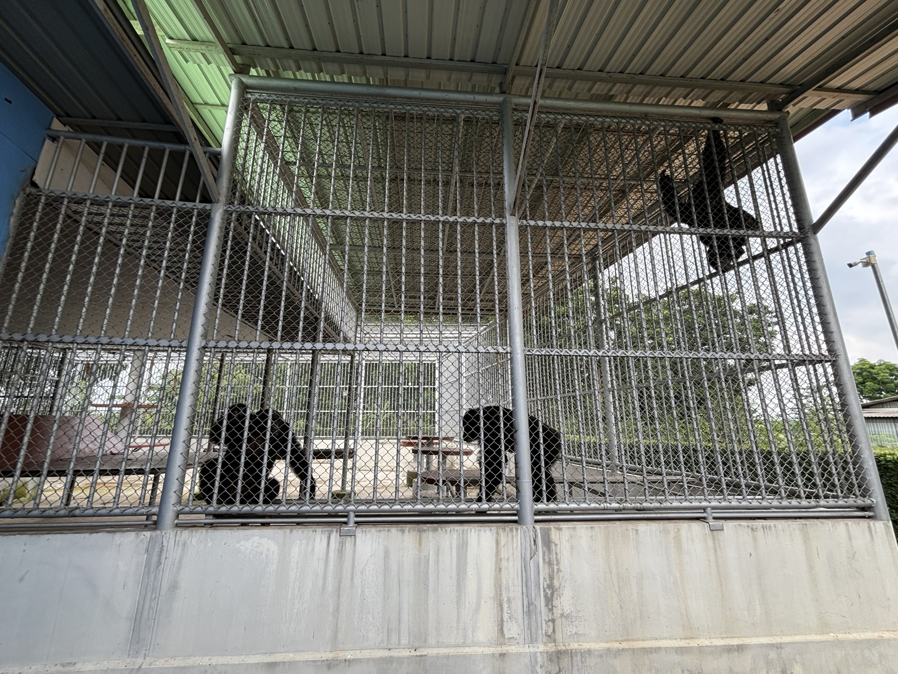 Chimpanzee Exhibit - Lion Park