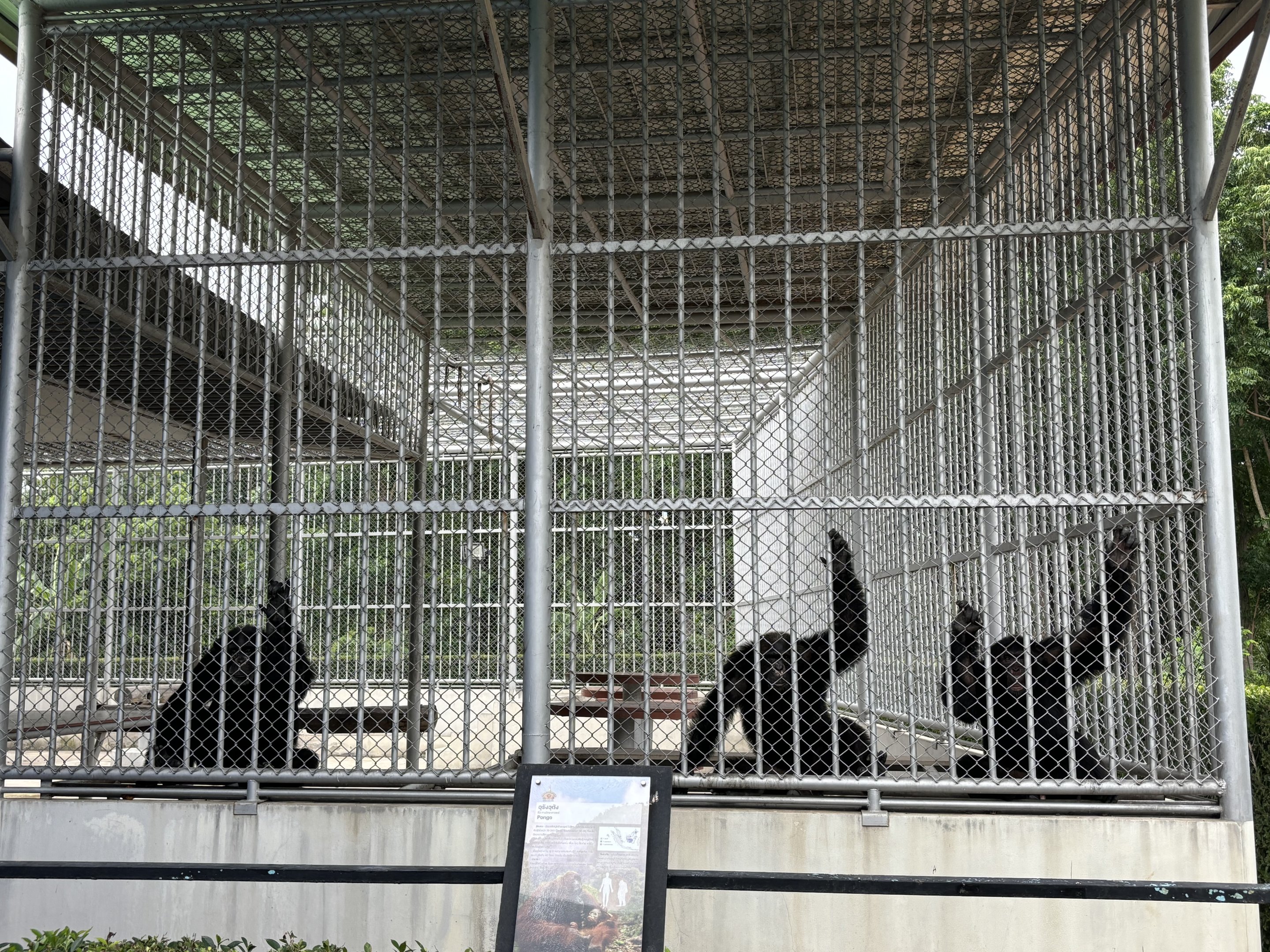 Chimpanzee Exhibit - Lion Park