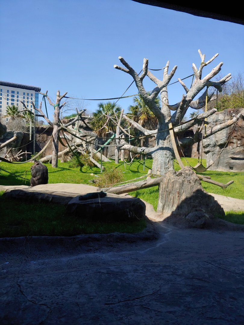 Chimpanzee exhibit: Massive