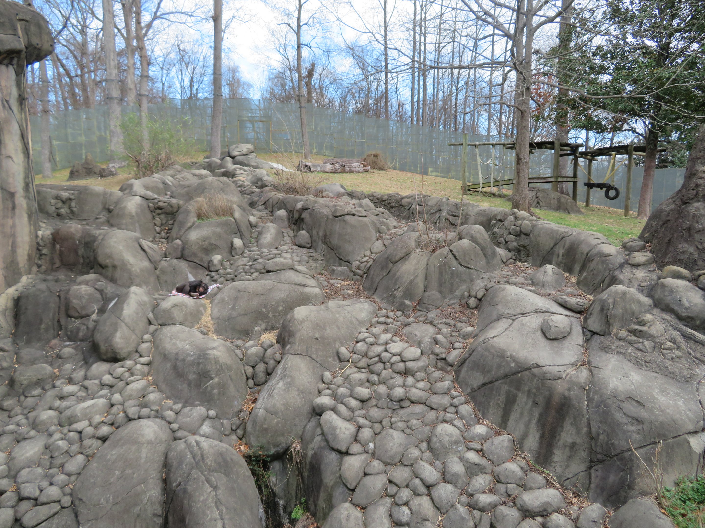 Chimpanzee Exhibit (Part)