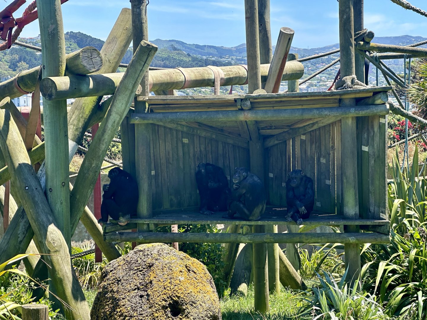 Chimpanzee Exhibit - Platform