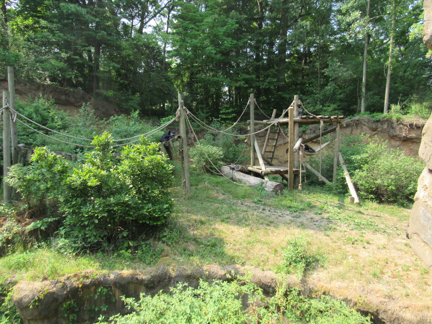 Chimpanzee Exhibit (right side) - 6/18/23