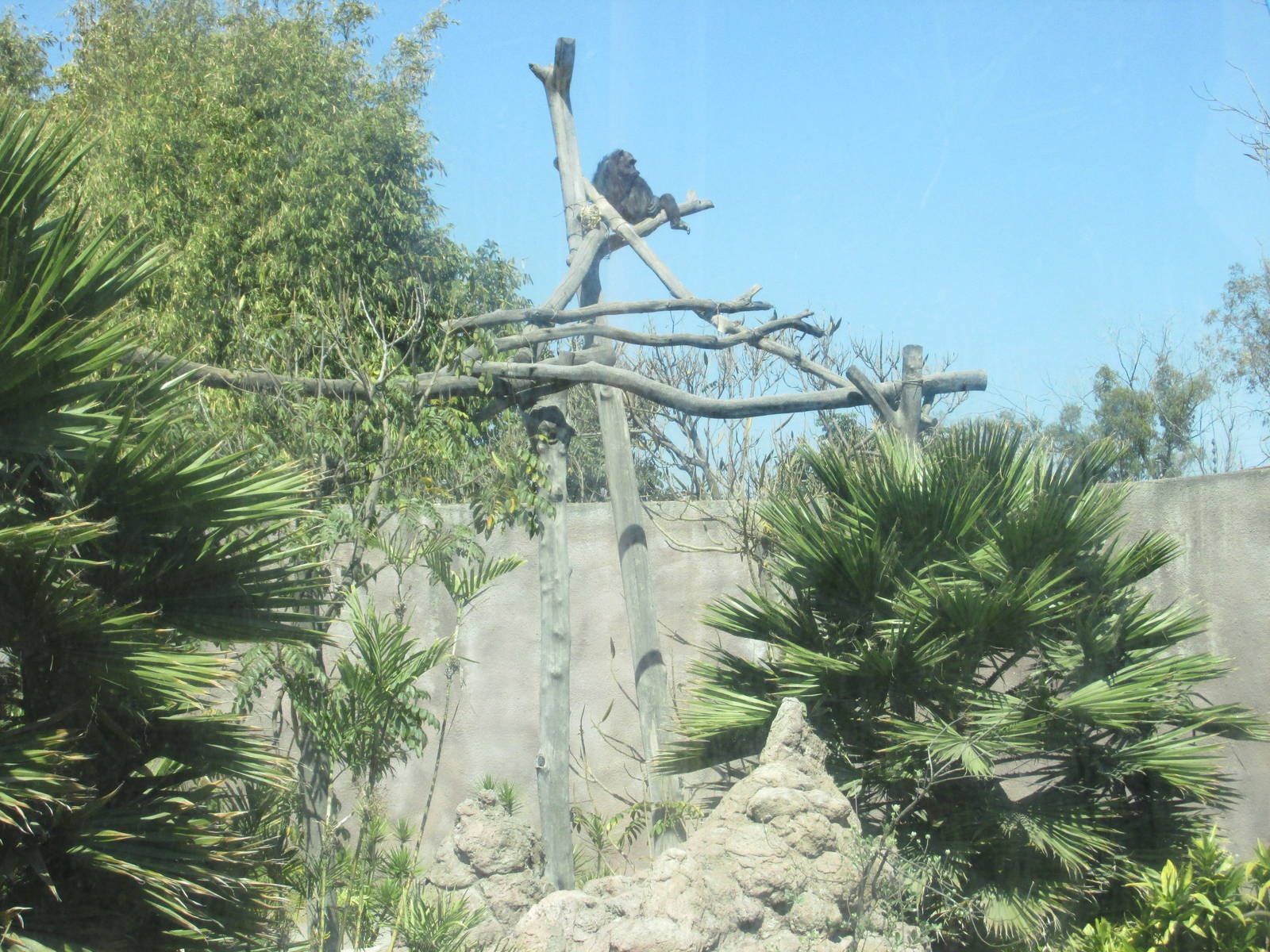 chimpanzee exhibit san juan de aragon zoo