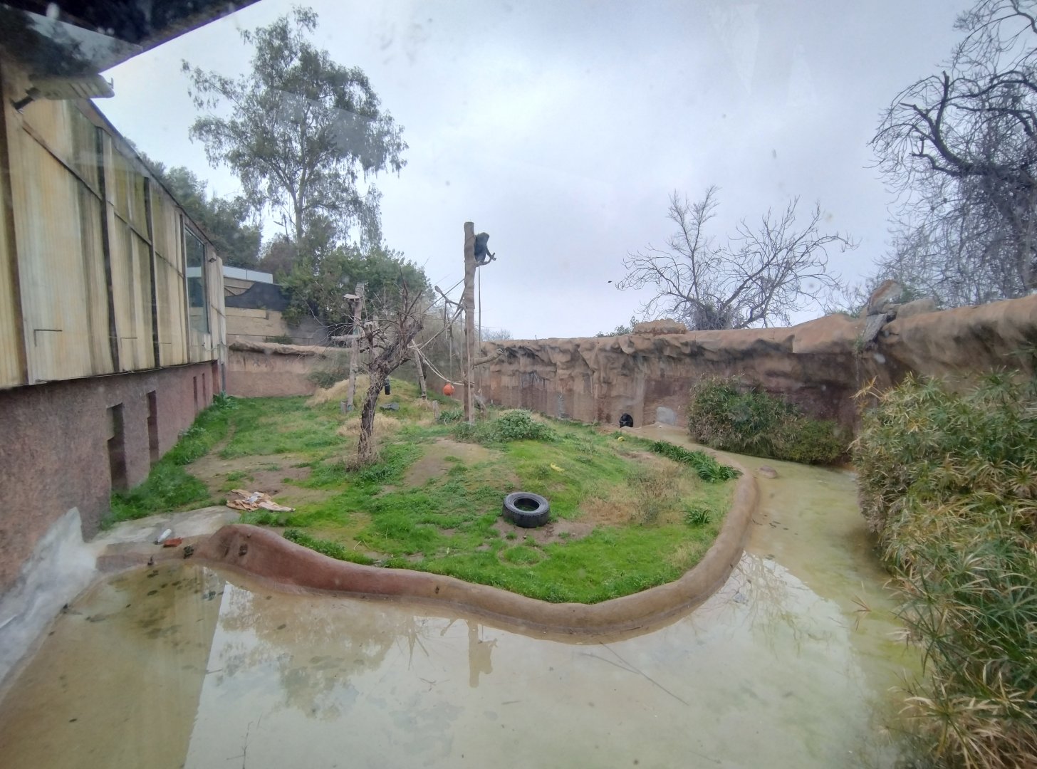 Chimpanzee exhibit - Santiago Zoo (Zoologico nacional)