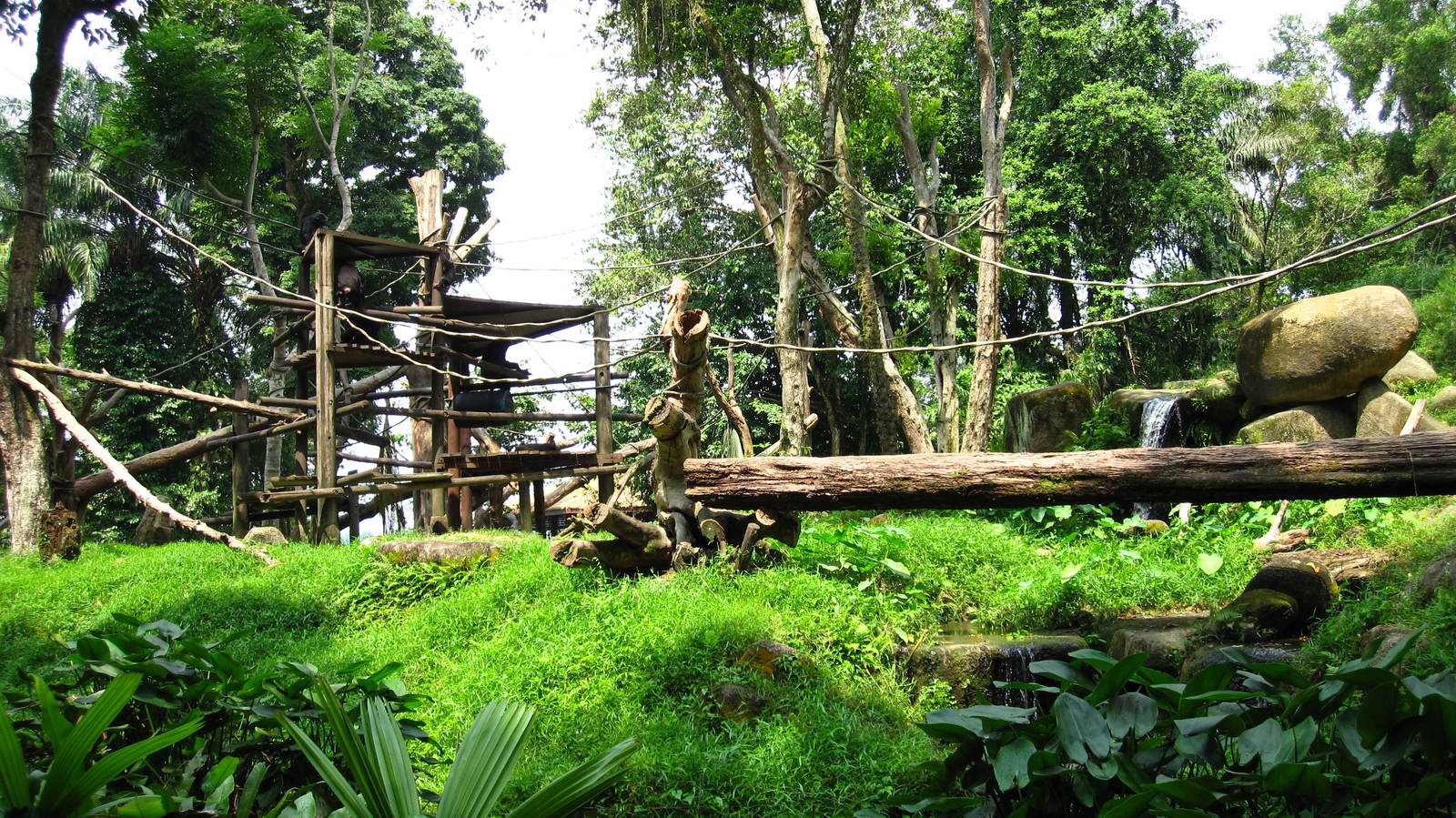 Chimpanzee Exhibit, Singapore Zoo