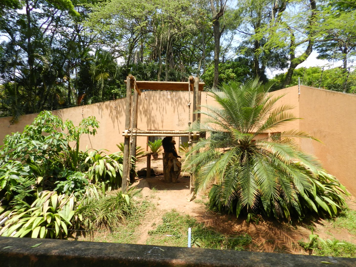Chimpanzee exhibit - Sorocaba zoo (PZMQB)