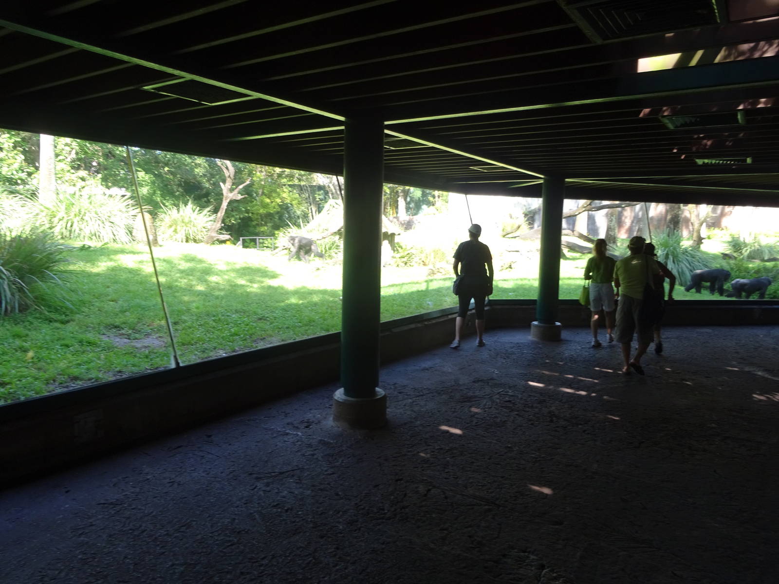 Chimpanzee Exhibit Viewing Area at Busch Gardens Tampa