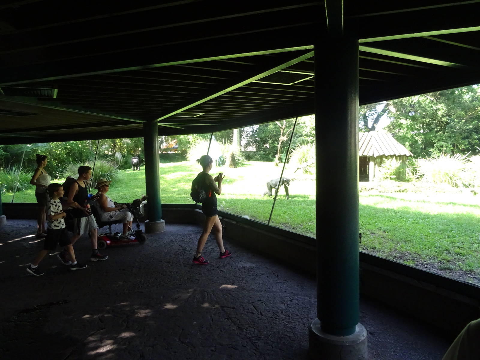 Chimpanzee Exhibit Viewing Area at Busch Gardens Tampa