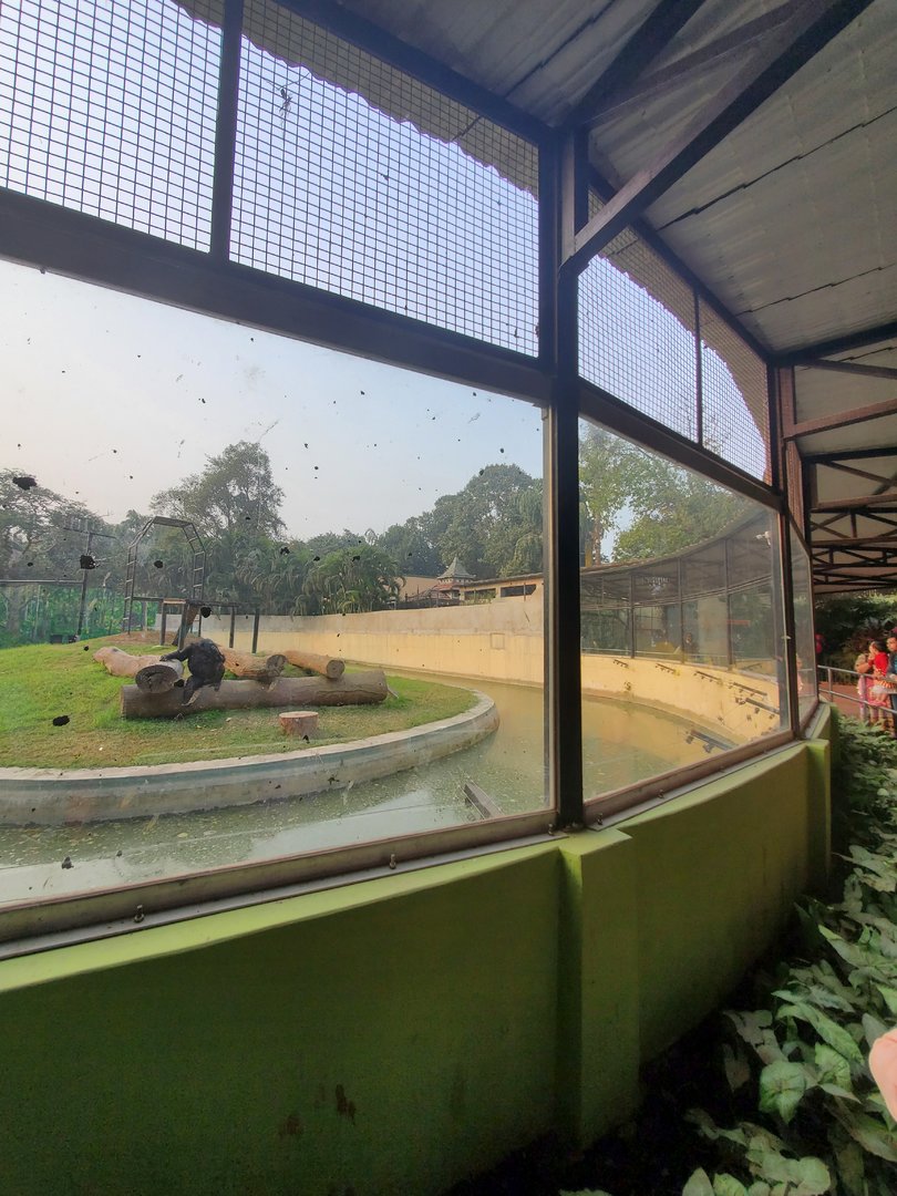 Chimpanzee Exhibit Viewing Area - January 2023