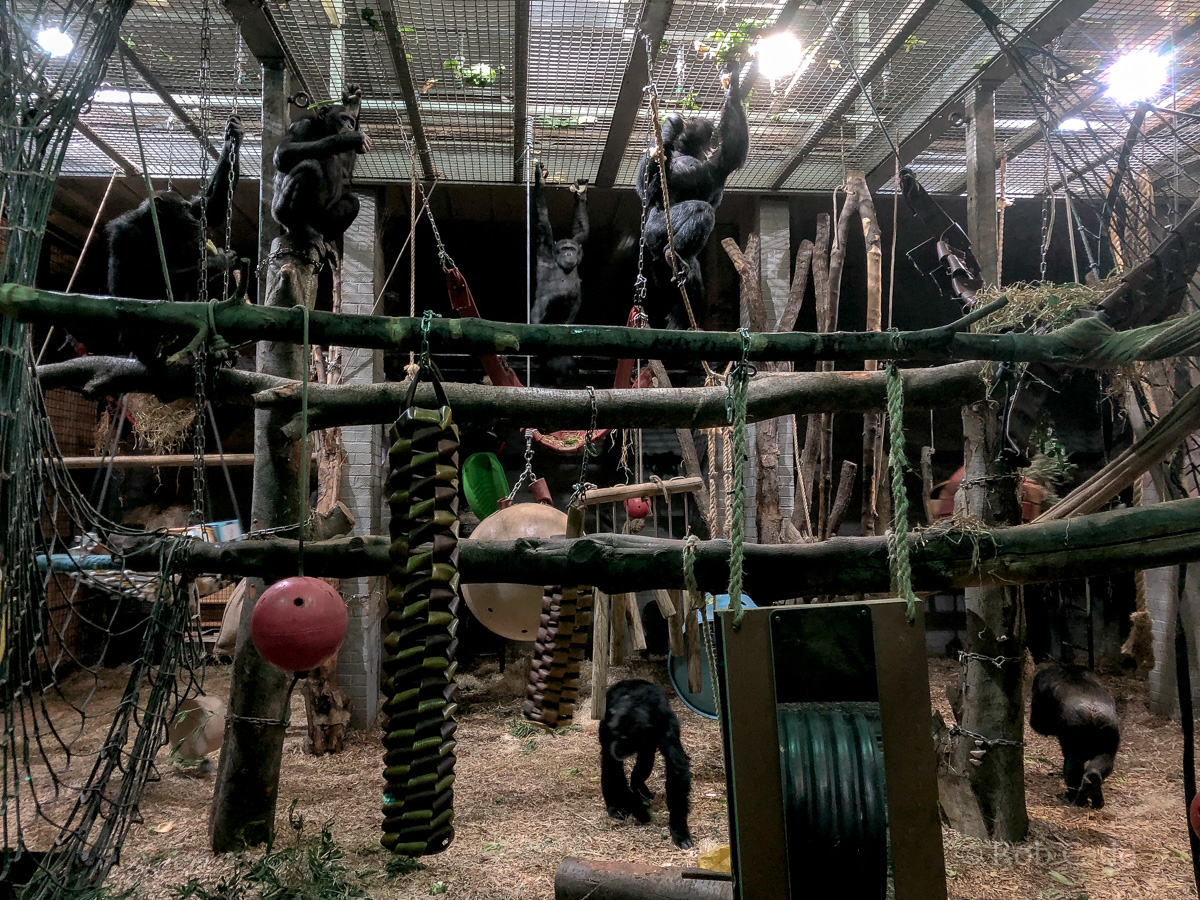 Chimpanzee (exhibit) : Whipsnade : 22 Sep 2019