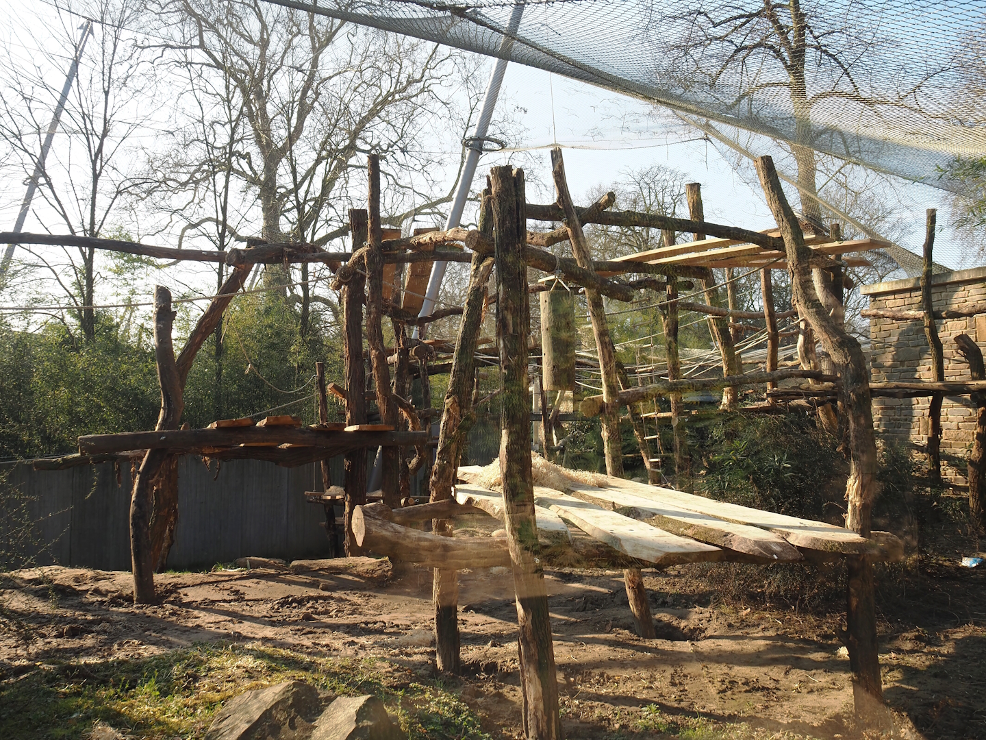 Chimpanzee exhibit with new climbing structures, 2025-03-16