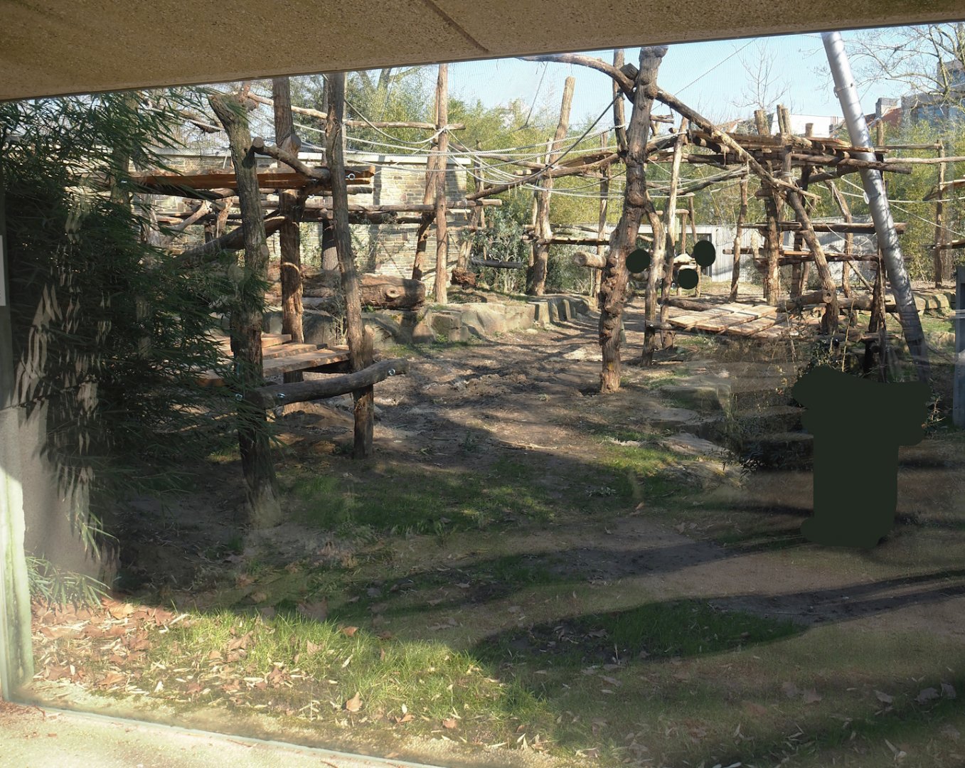 Chimpanzee exhibit with new climbing structures, 2025-03-16