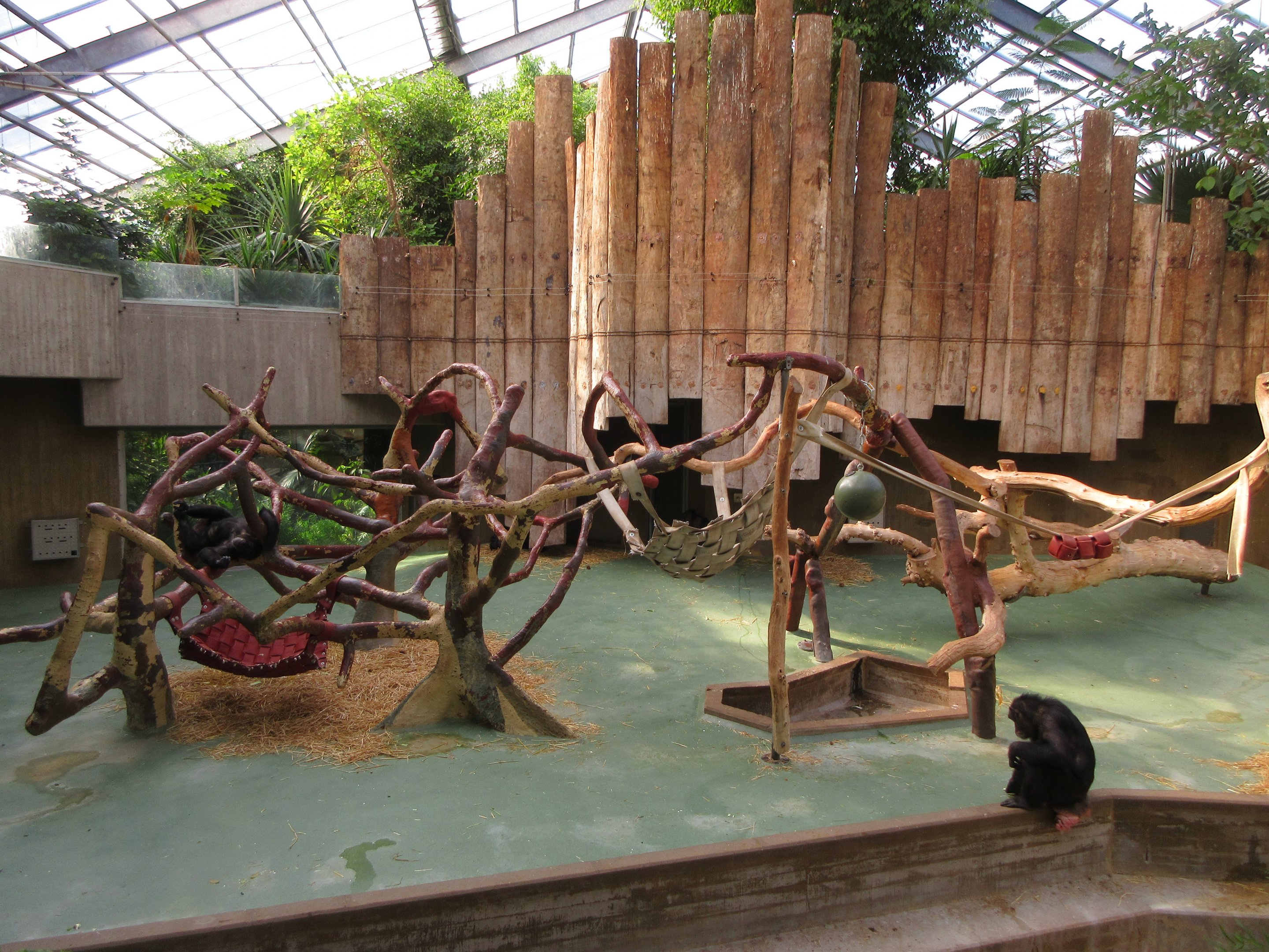 Chimpanzee Exhibit (zero outdoor access)