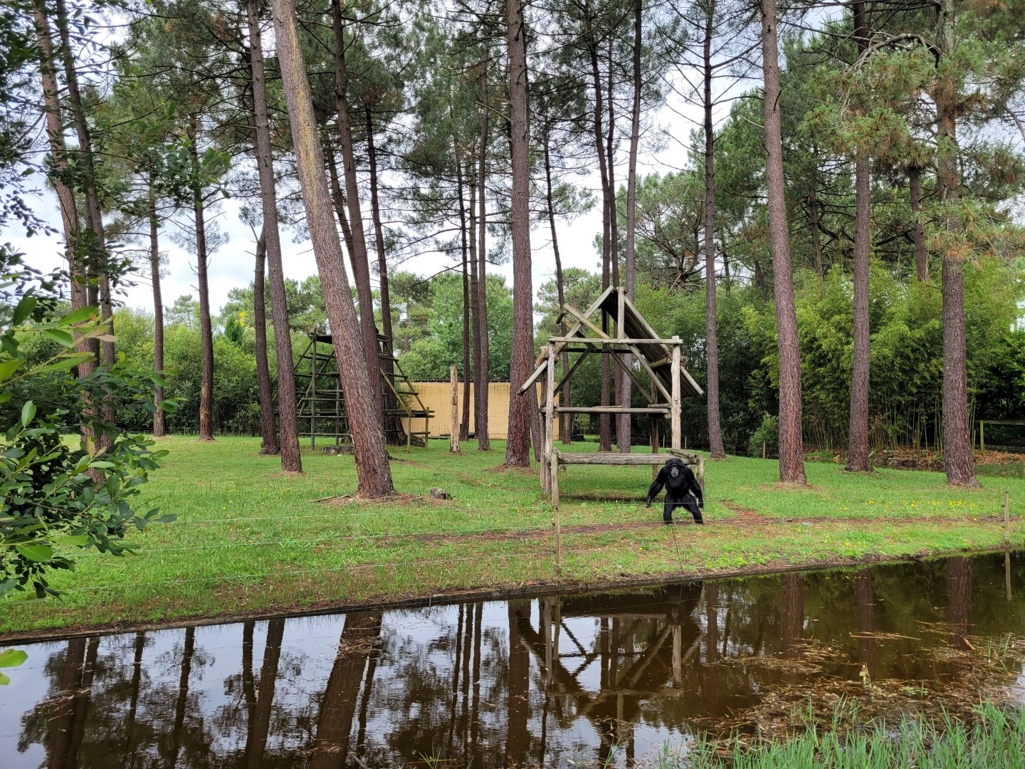 Chimpanzee exhibit -Zoo du bassin d'Arcachon (2024)