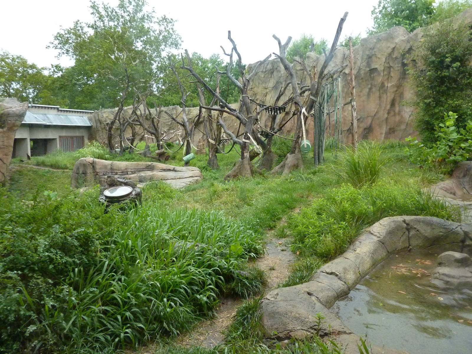 Chimpanzee Exhibit