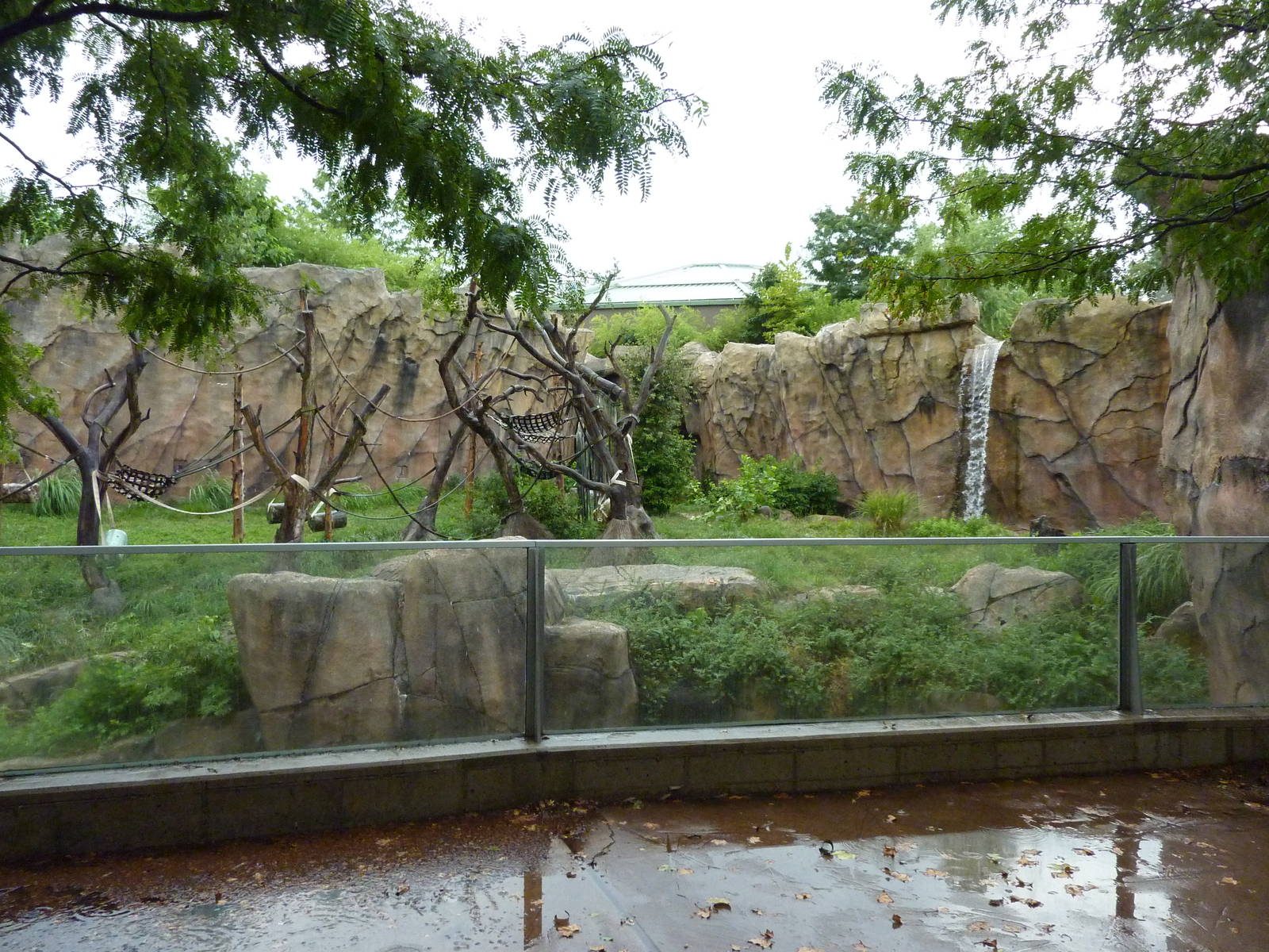 Chimpanzee Exhibit