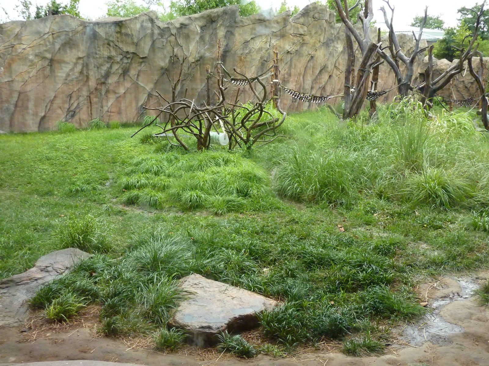 Chimpanzee Exhibit