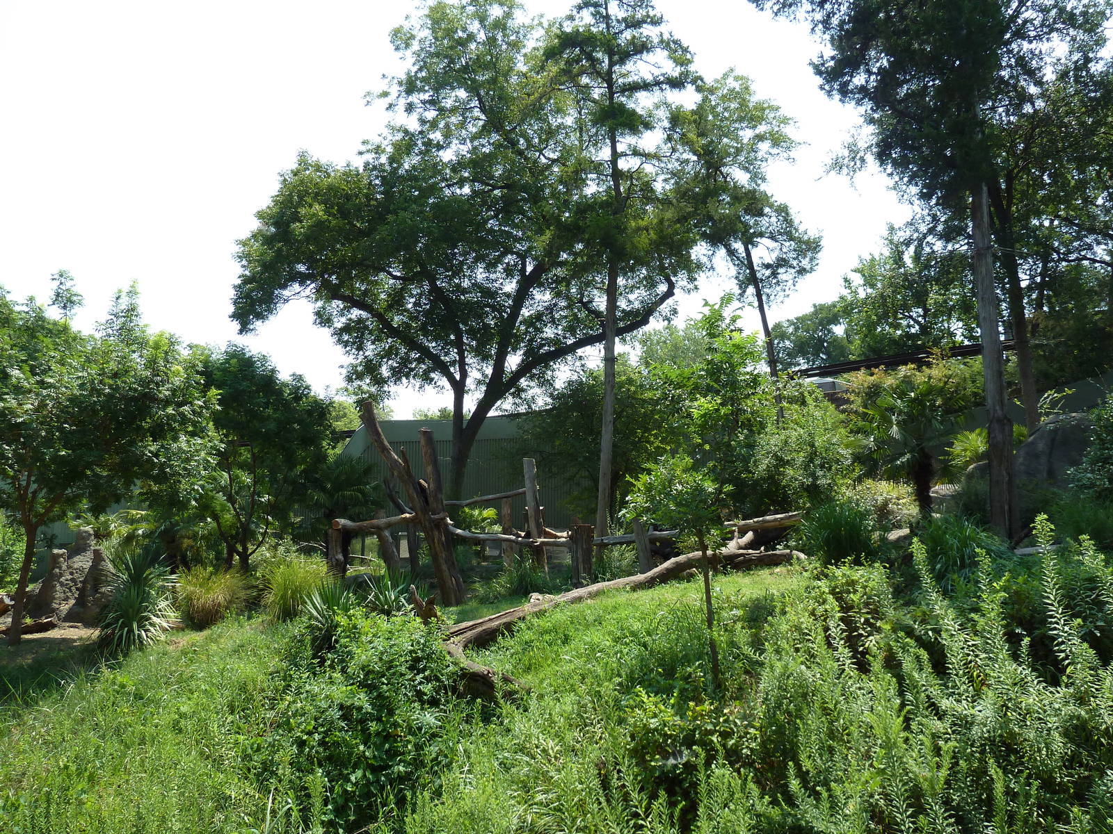 Chimpanzee Exhibit