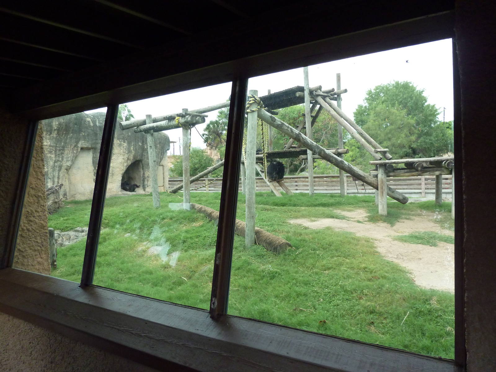 Chimpanzee Exhibit