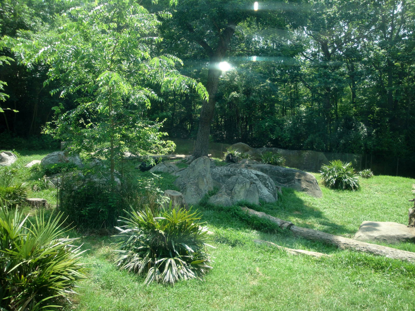 Chimpanzee Exhibit
