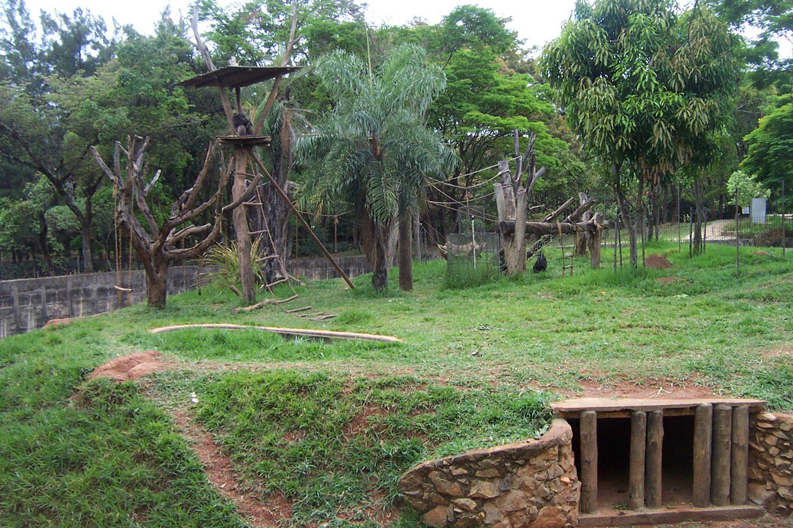 Chimpanzee Exhibit