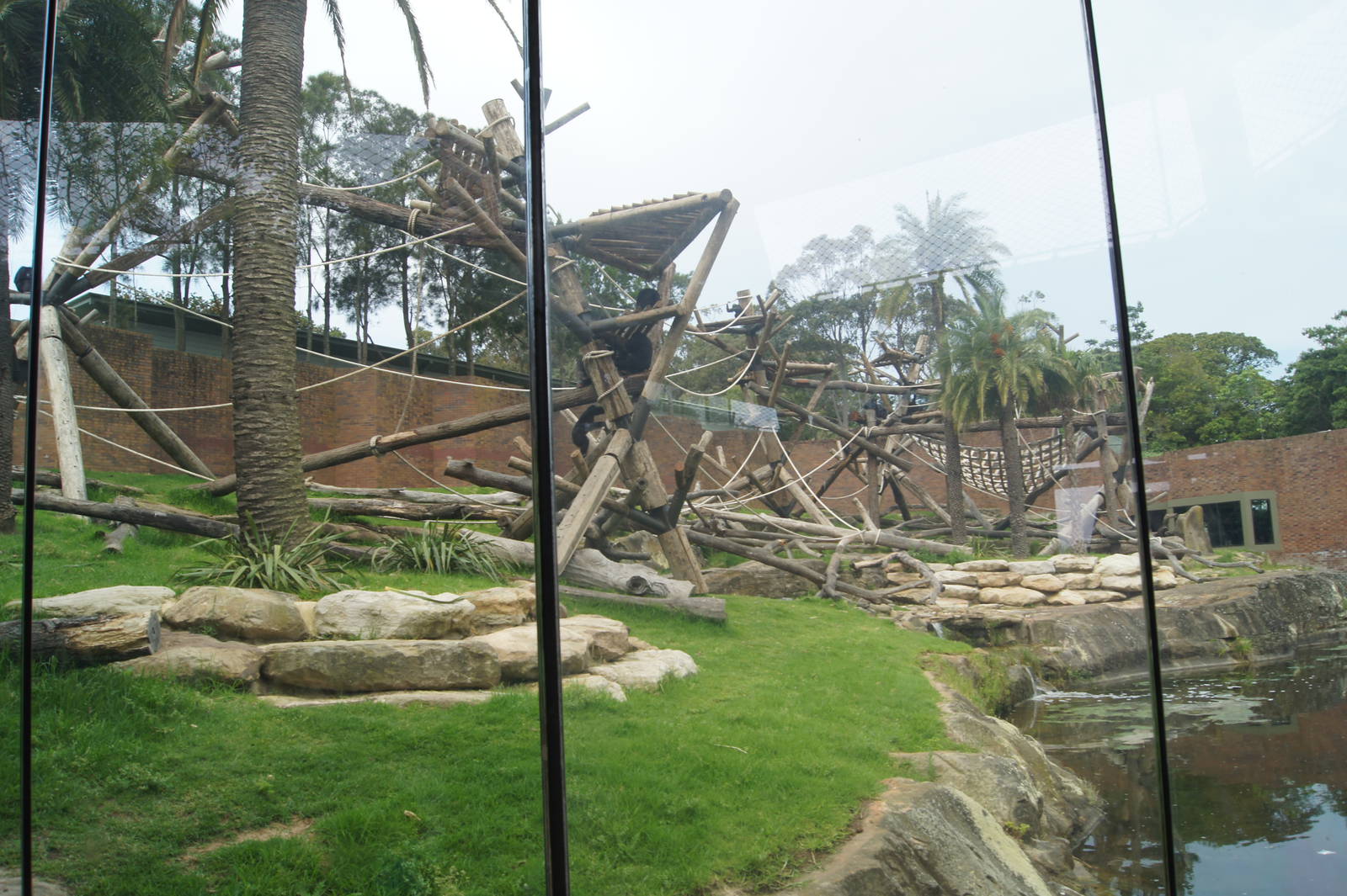 Chimpanzee Exhibit