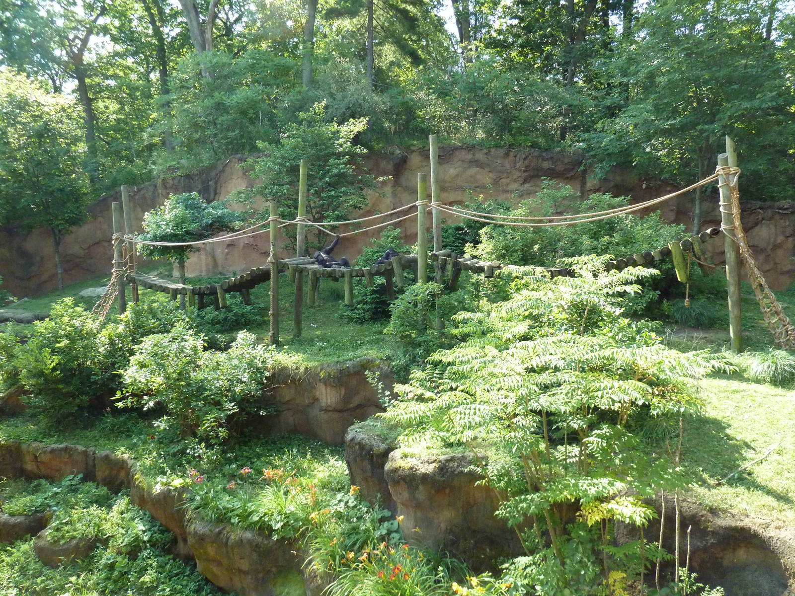 Chimpanzee Exhibit