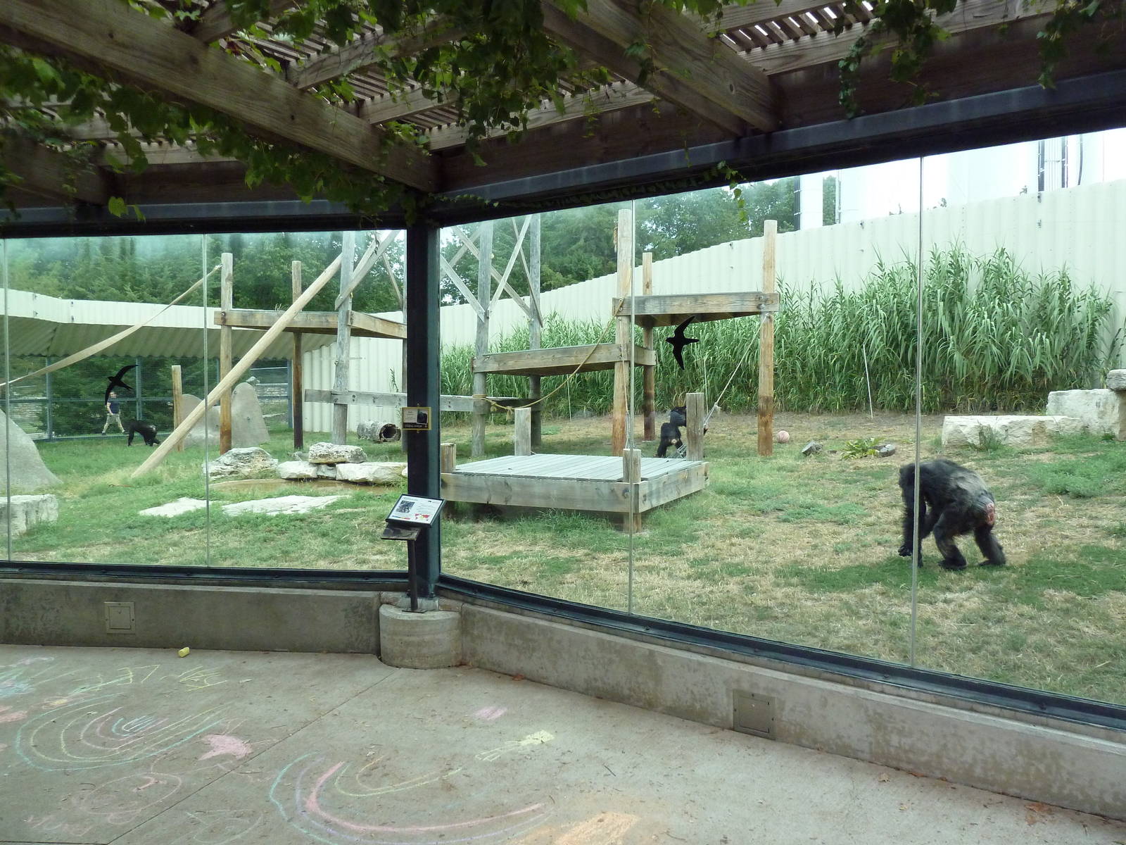 Chimpanzee Exhibit