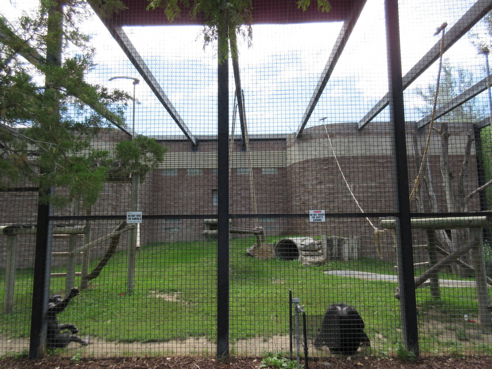 Chimpanzee Exhibit