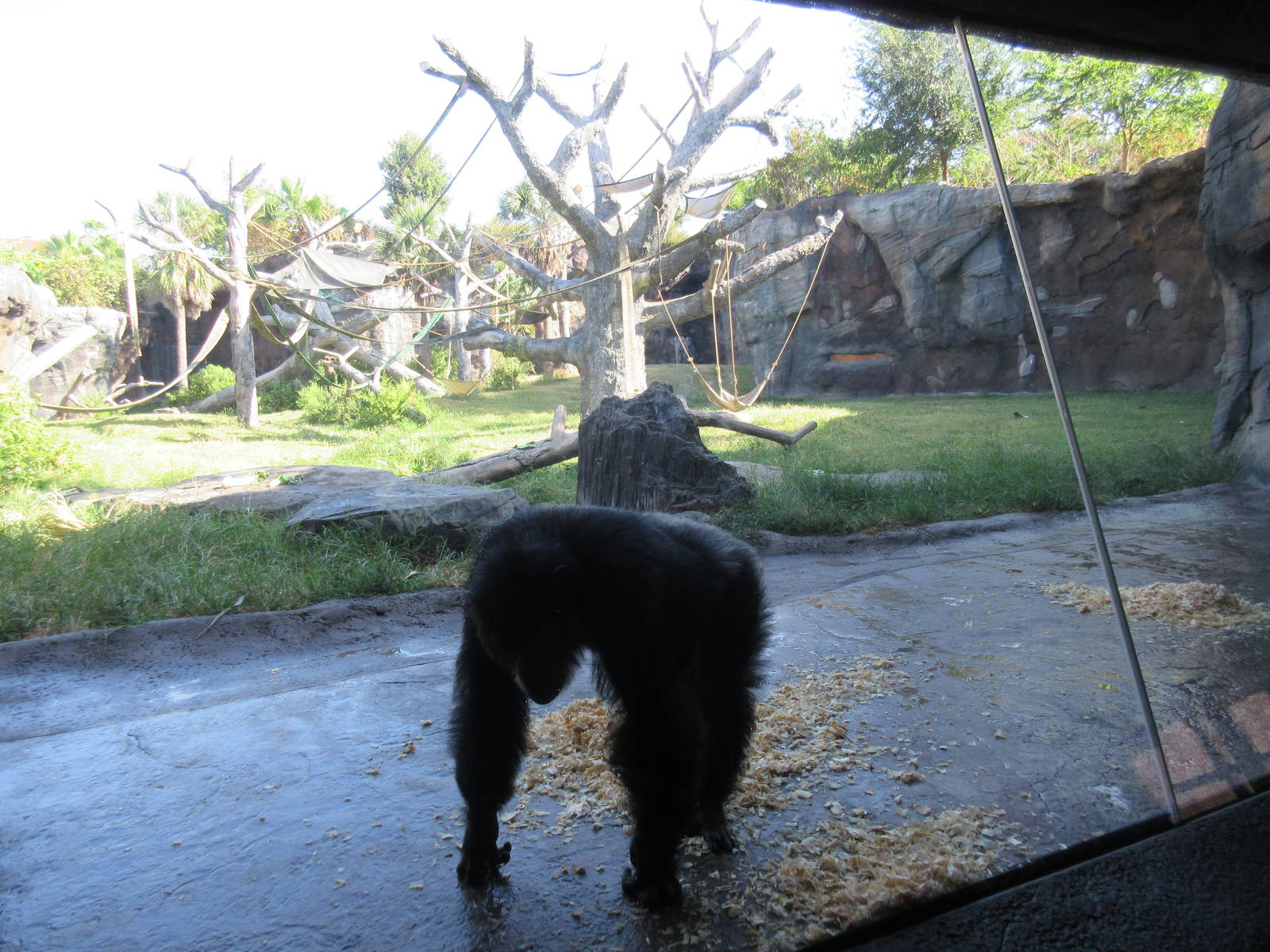 Chimpanzee Exhibit