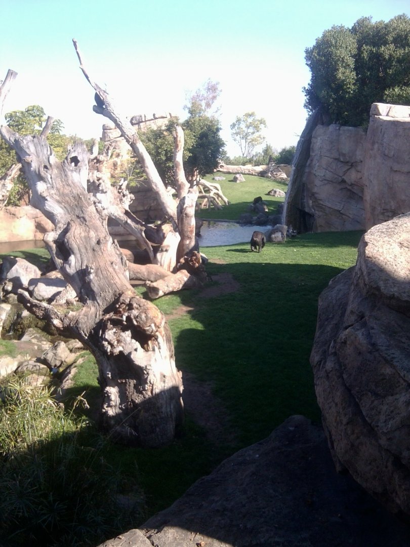 Chimpanzee exhibit