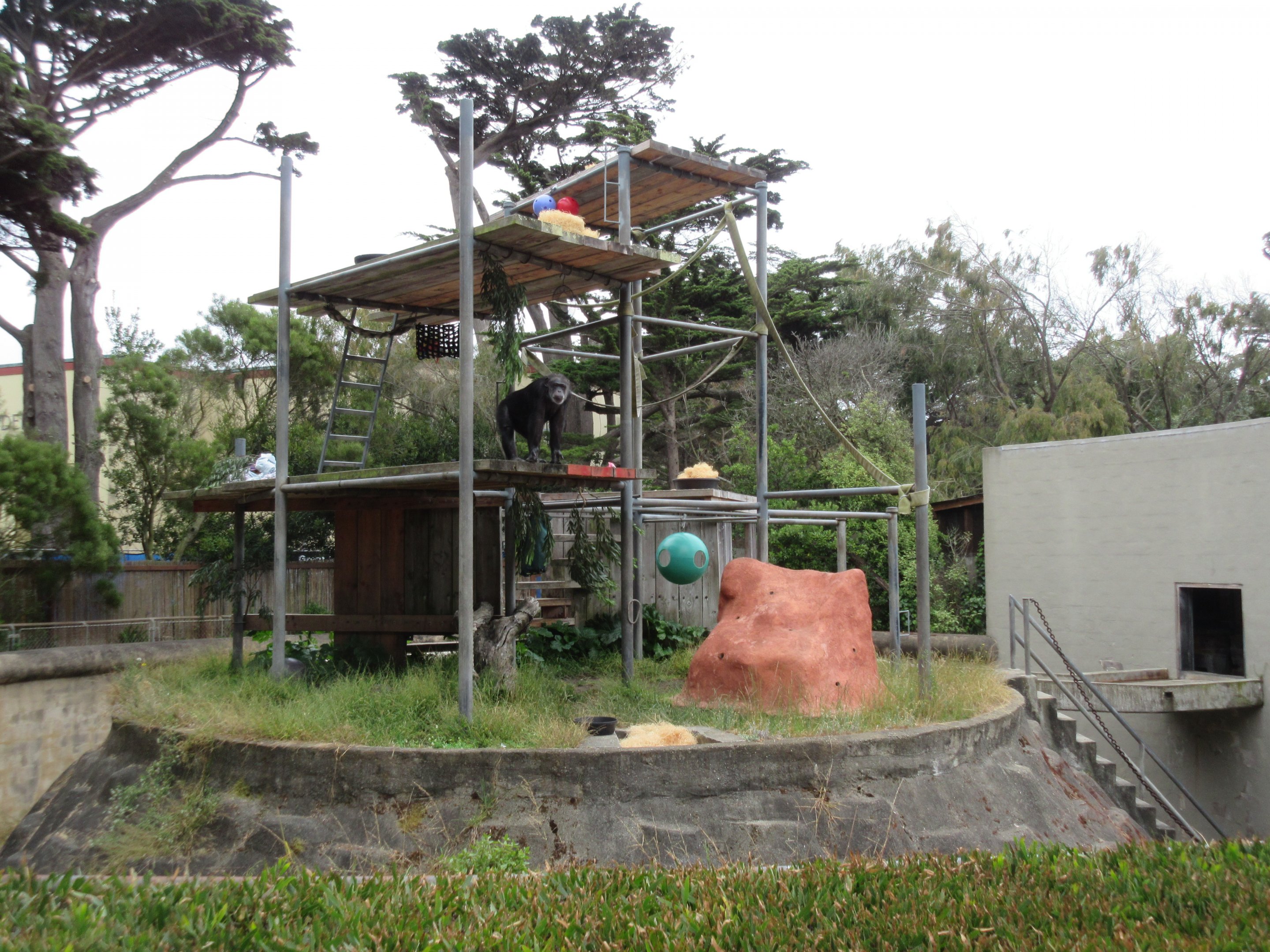 Chimpanzee Exhibit